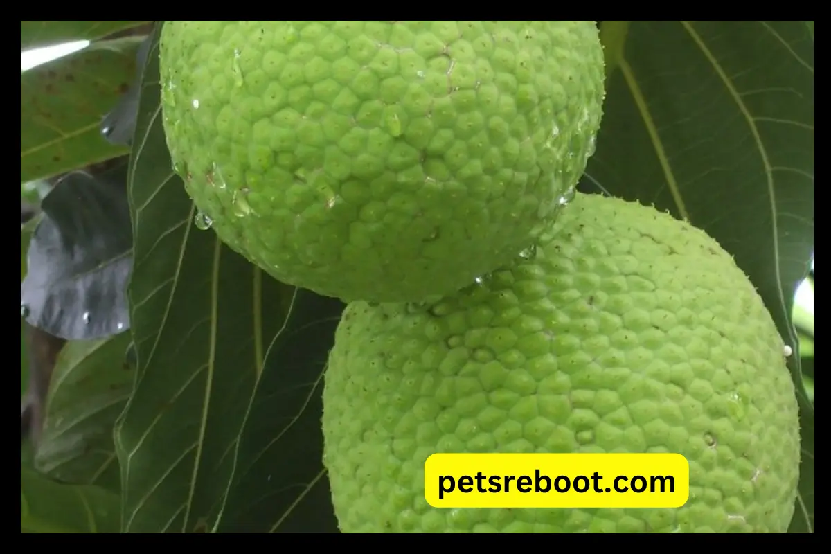 Can Dogs Eat Breadfruit?