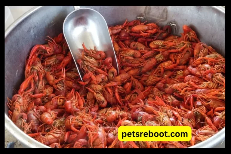 Can Dogs Eat Crawfish Shells?