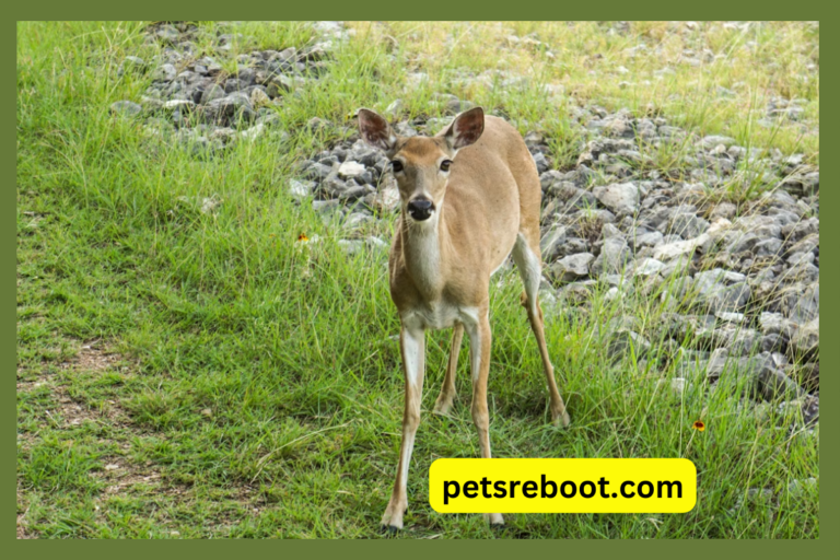 Can Dogs Eat Deer Legs?