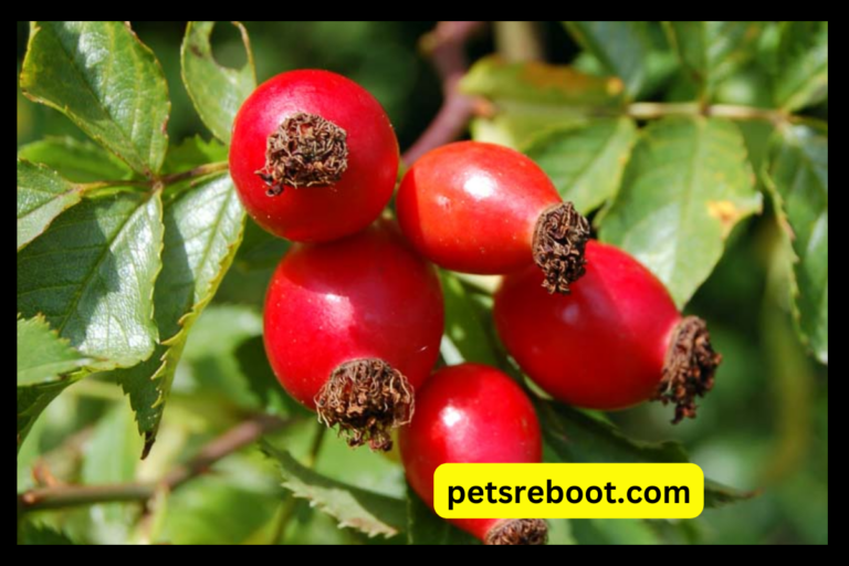 Can Dogs Eat Rose Hips?