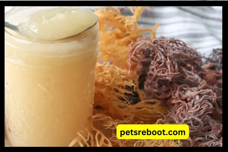 Can Dogs Eat Sea Moss Gel?